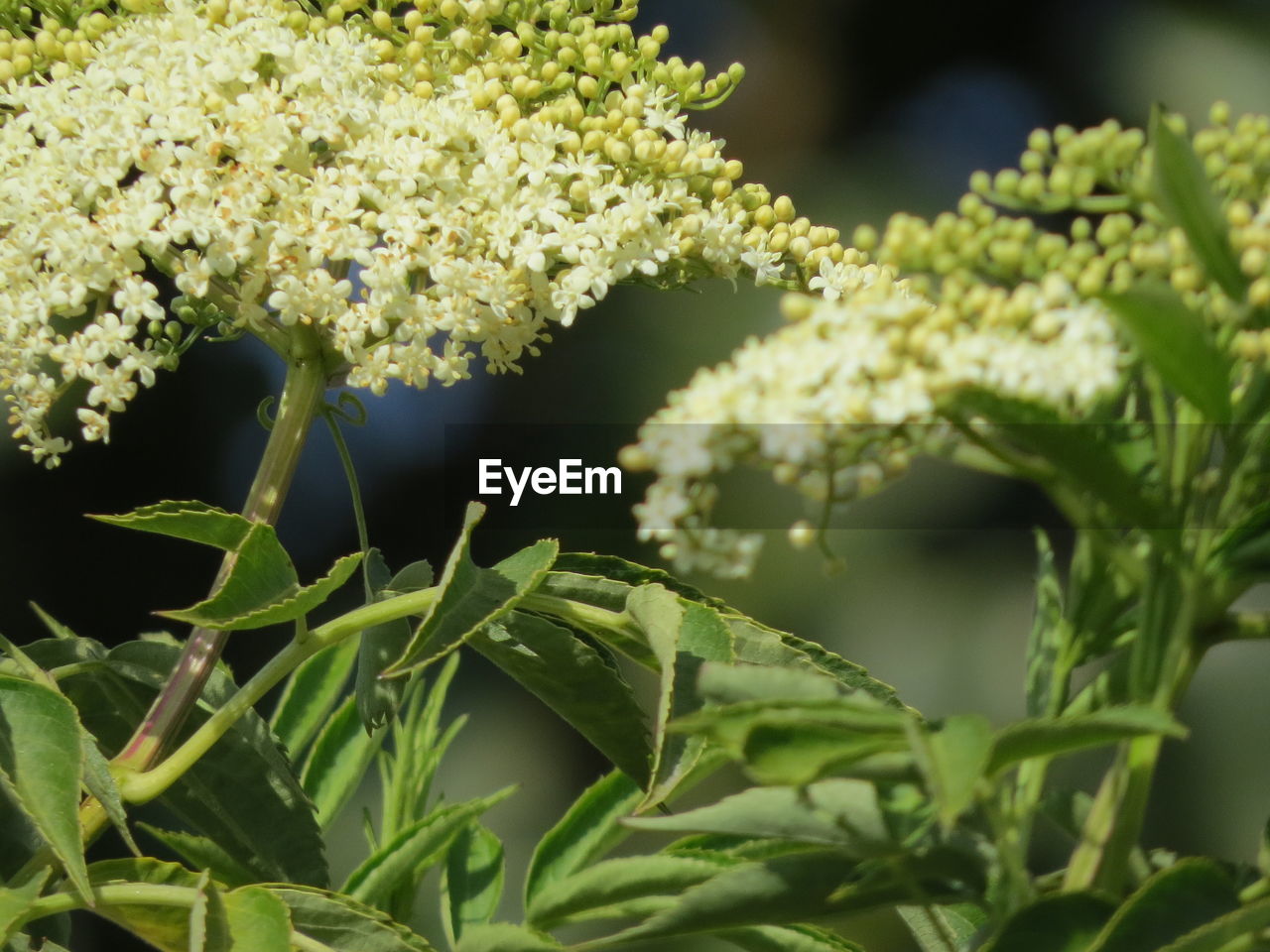 Close-up of white flowering plant