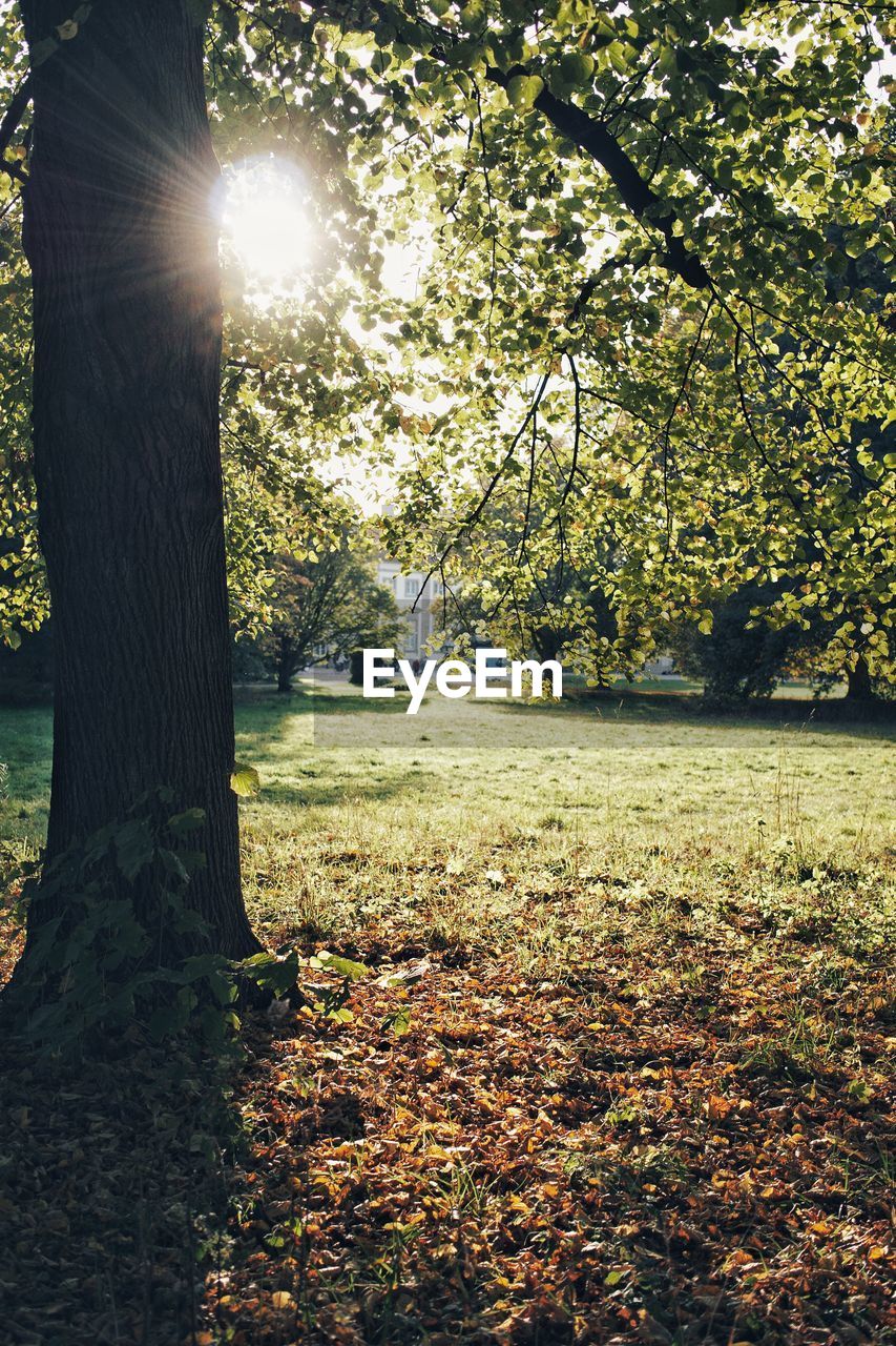 SUNLIGHT STREAMING THROUGH TREES ON FIELD