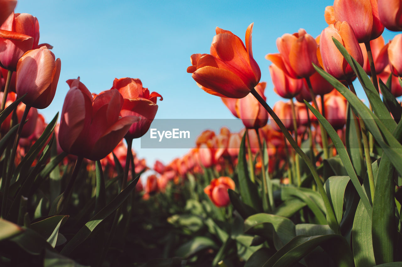 close-up of red tulip flowers