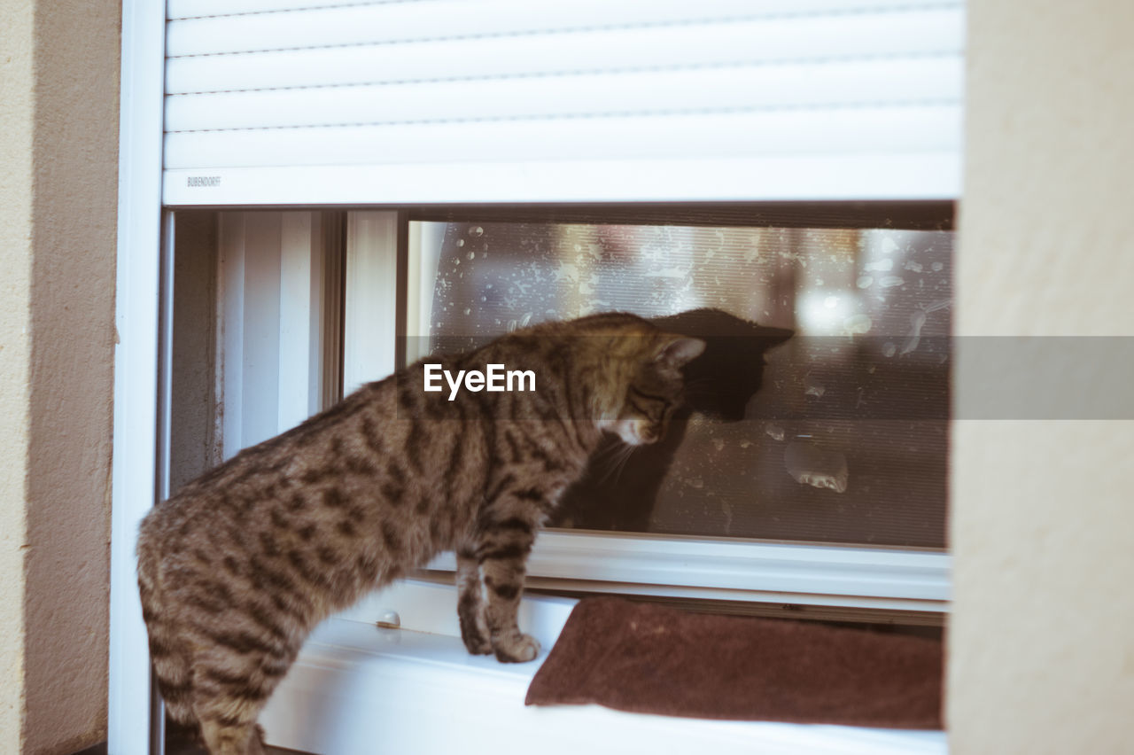 CAT SITTING ON WINDOW SILL