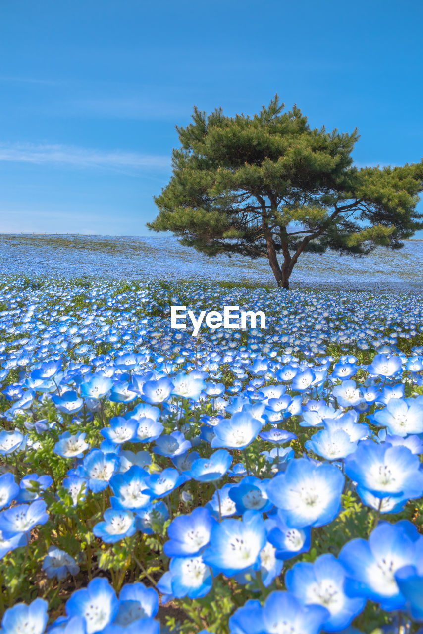 Mountain, tree and nemophila baby blue eyes flowers field, blue flower carpet