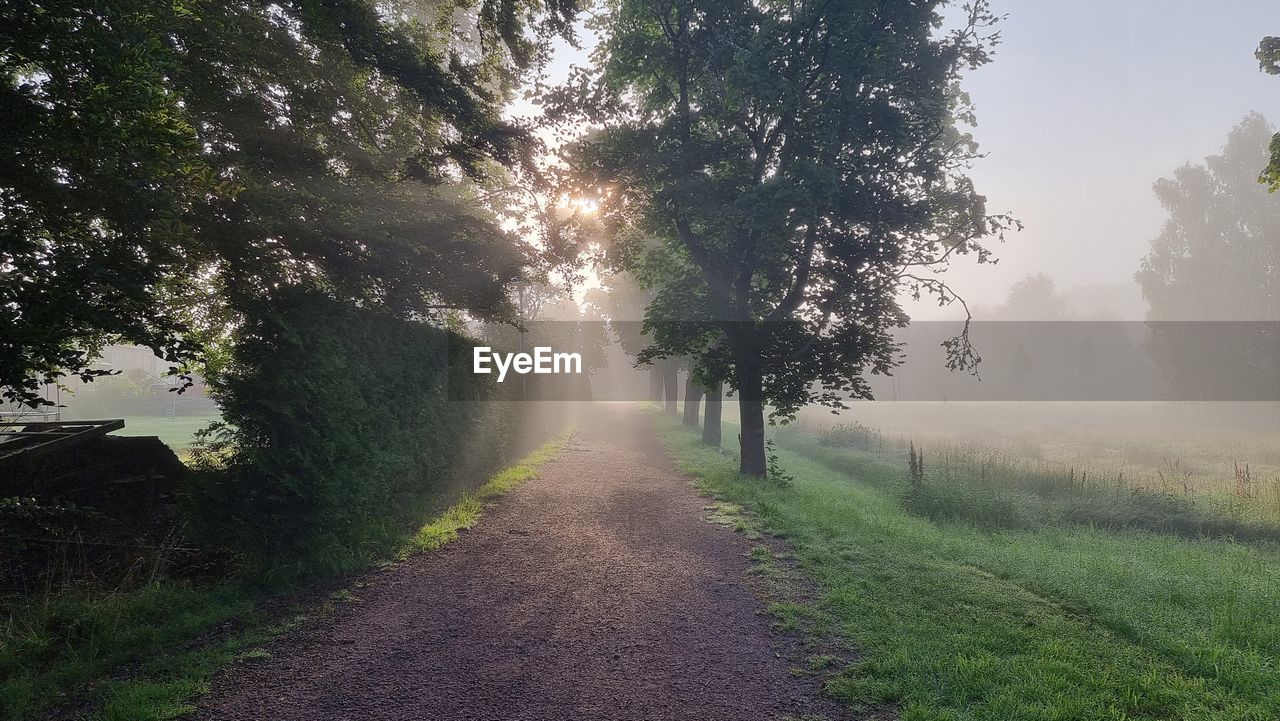 plant, tree, morning, mist, fog, nature, sunlight, environment, landscape, beauty in nature, land, tranquility, road, the way forward, footpath, grass, no people, scenics - nature, sky, rural area, forest, sun, outdoors, tranquil scene, rural scene, sunbeam, growth, transportation, day, dirt road, diminishing perspective, non-urban scene, field, idyllic, green, leaf, travel, dirt