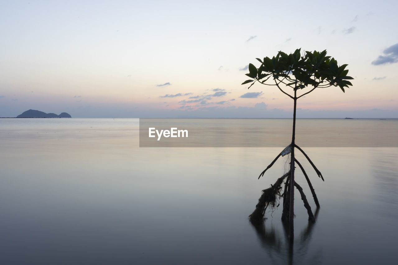 Silhouette tree by lake against sky during sunset