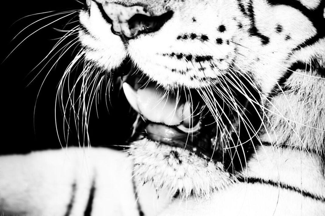 Cropped image of tiger mouth