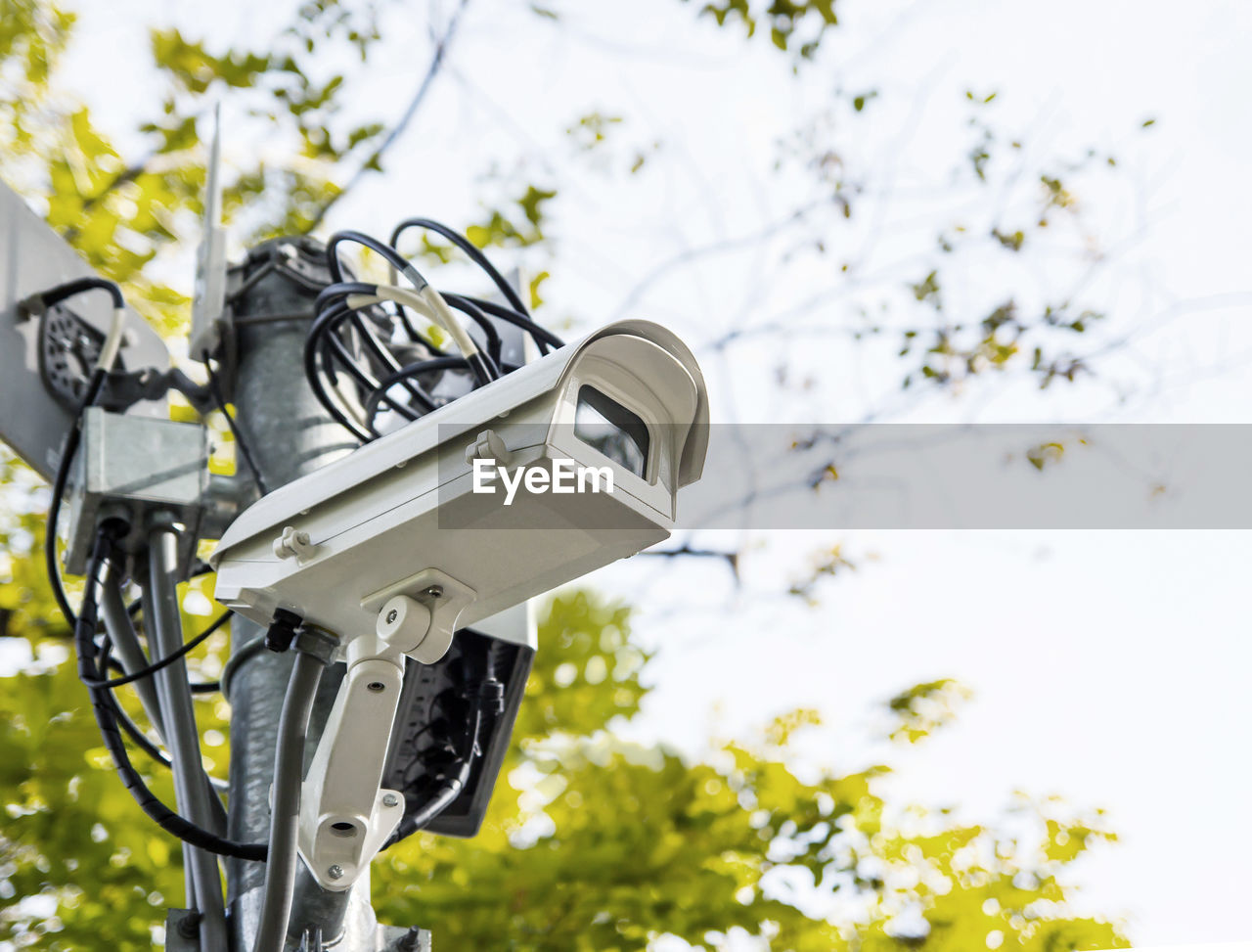 CLOSE-UP OF CAMERA ON TREE