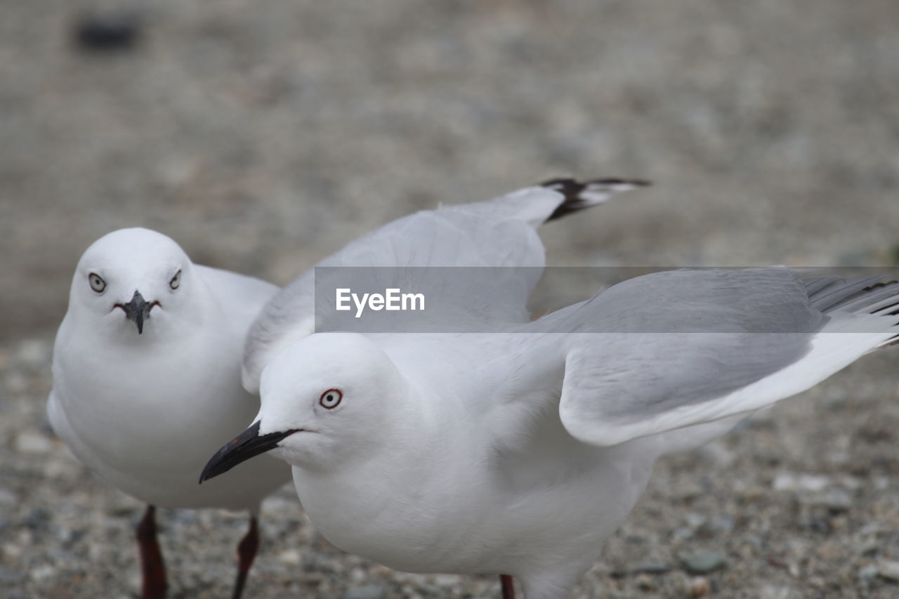 Close-up of birds