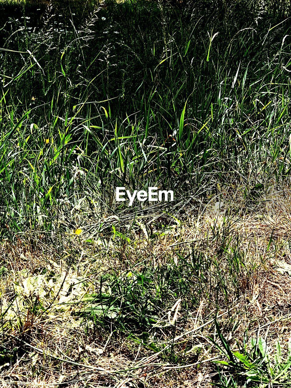 FULL FRAME SHOT OF PLANTS ON FIELD