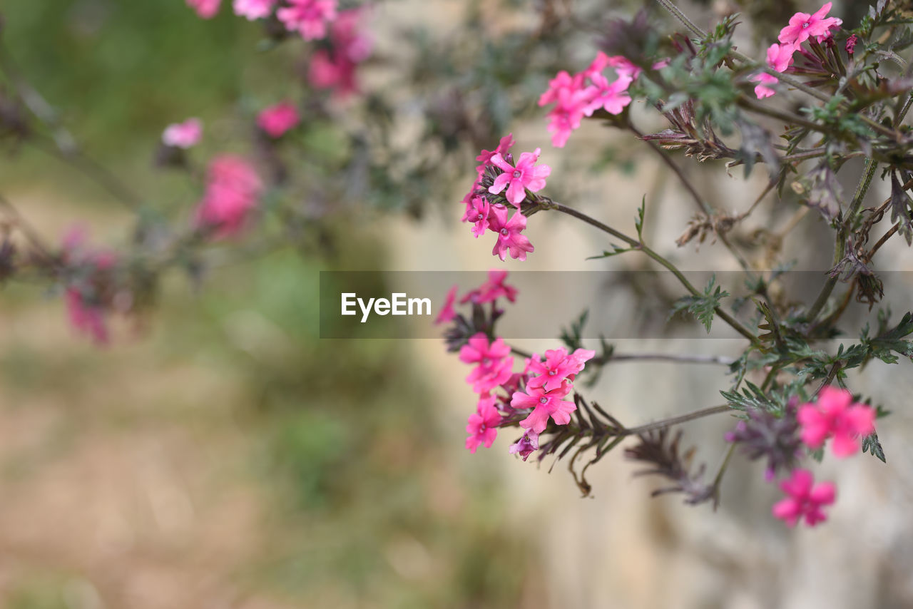 Close-up of pink cherry blossom on tree