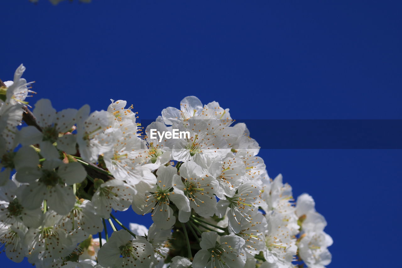 LOW ANGLE VIEW OF WHITE CHERRY BLOSSOMS AGAINST CLEAR BLUE SKY