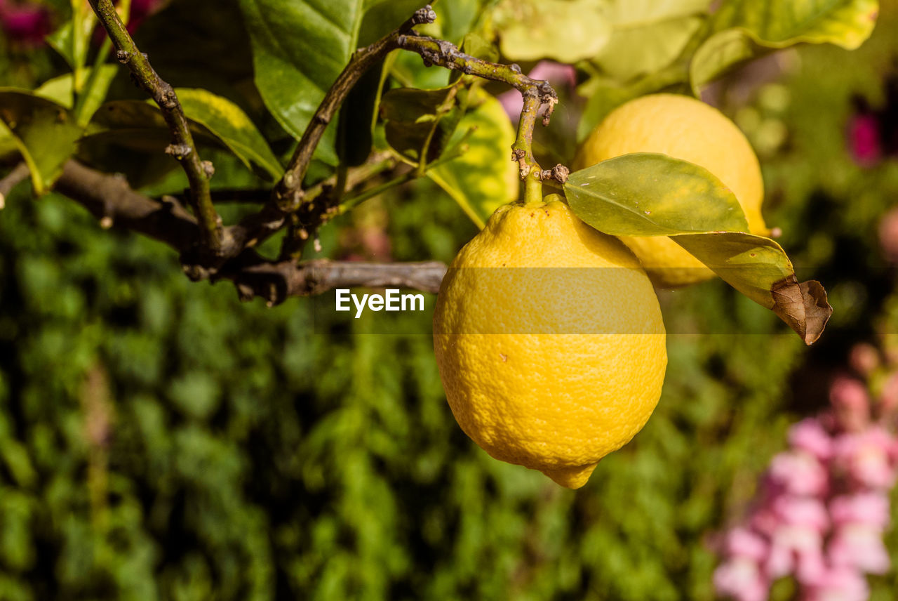 Close-up of lemons hanging on tree