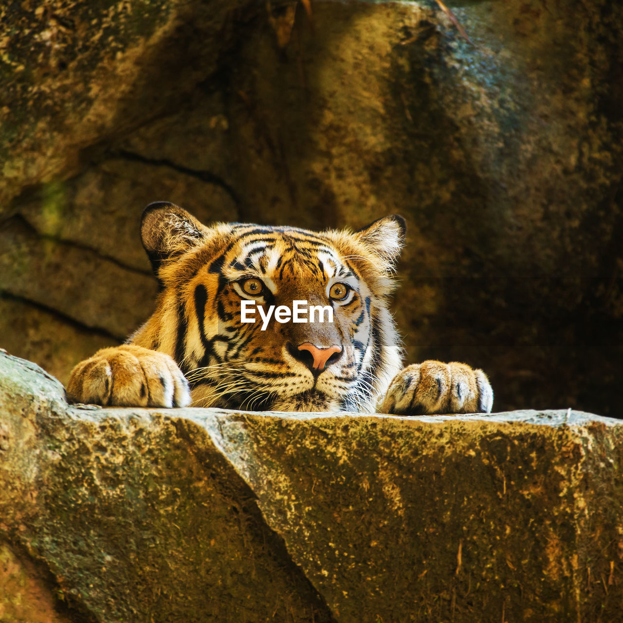 VIEW OF A TIGER