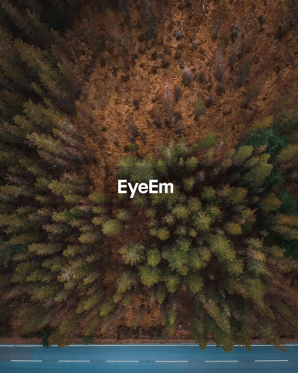 High angle view of trees in forest