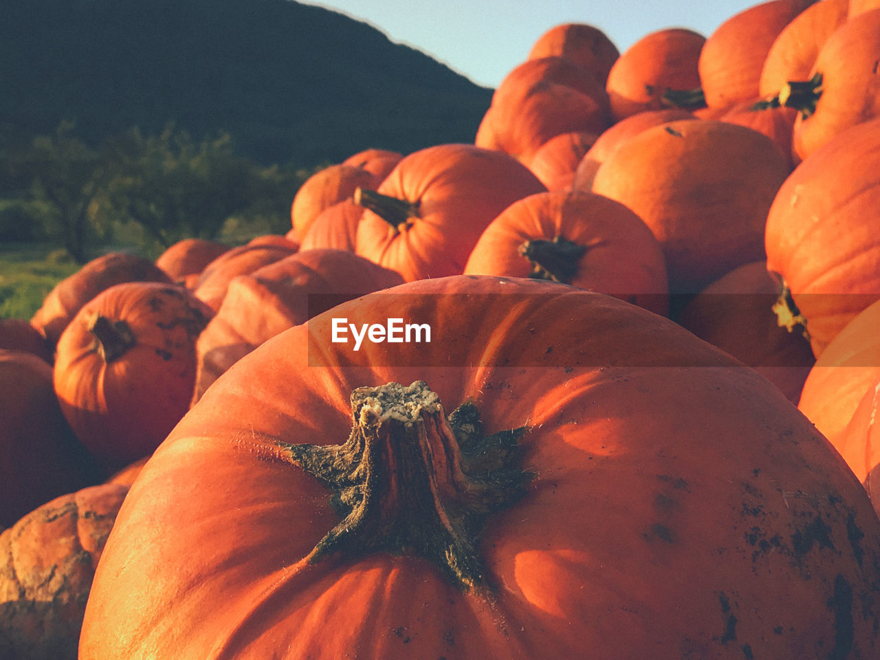 Close-up of pumpkins in the morning light 