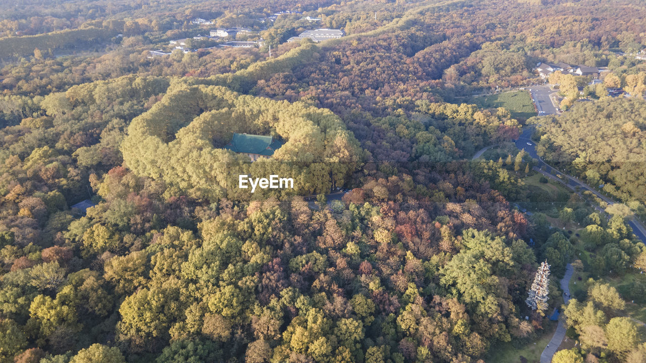 HIGH ANGLE VIEW OF TREES AND PLANTS