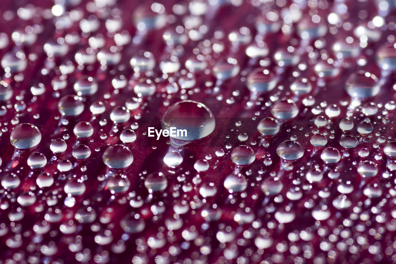 Close-up of water drops on pink flowers