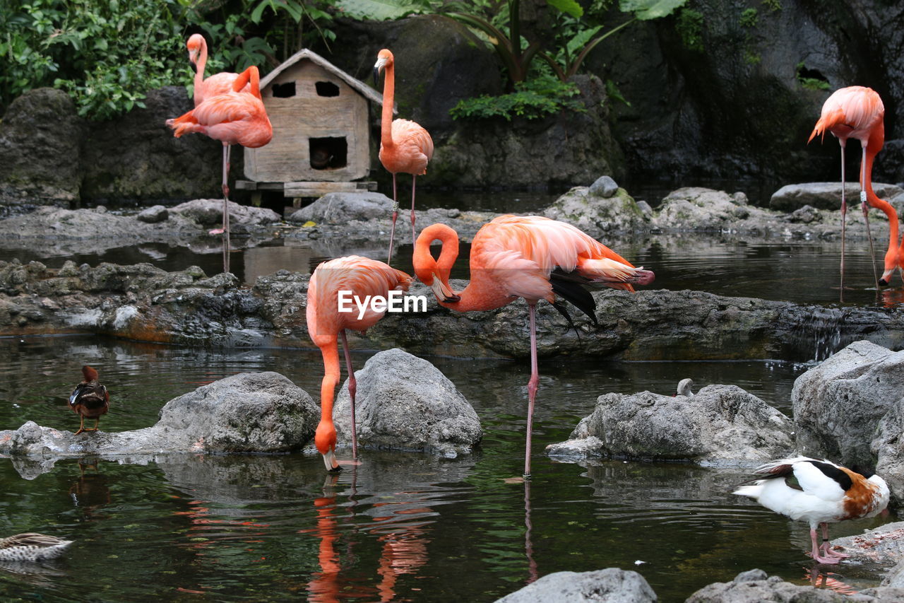 VIEW OF BIRDS DRINKING WATER