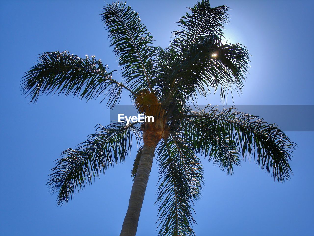 Low angle view of trees against clear sky