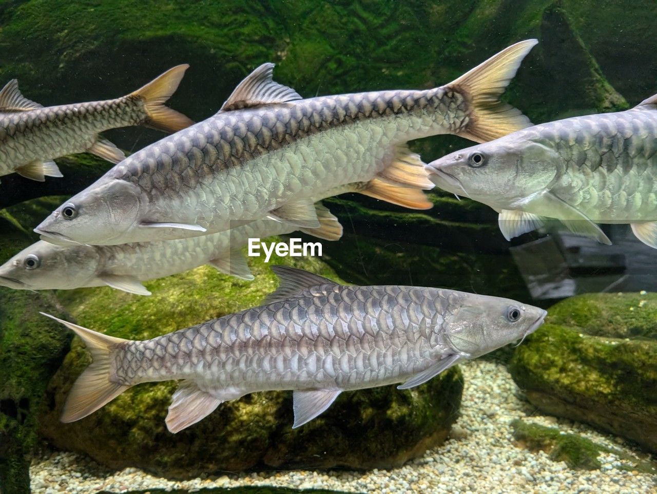 animal, animal themes, fish, group of animals, animal wildlife, wildlife, nature, water, food, no people, sea, marine biology, food and drink, outdoors, aquarium