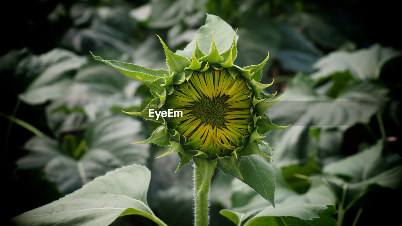 Close-up of sunflower blooming outdoors