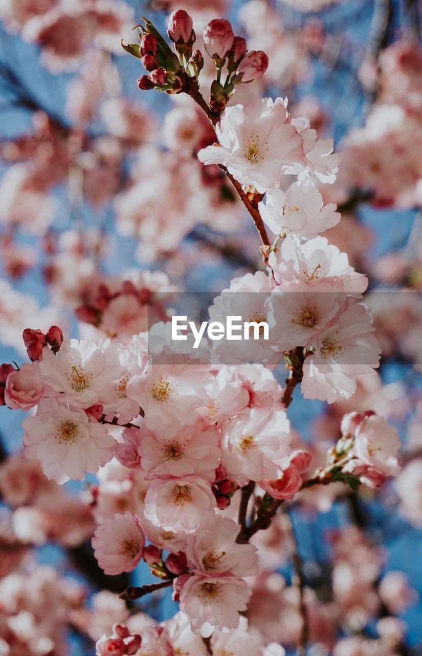 Close-up of cherry blossoms in spring