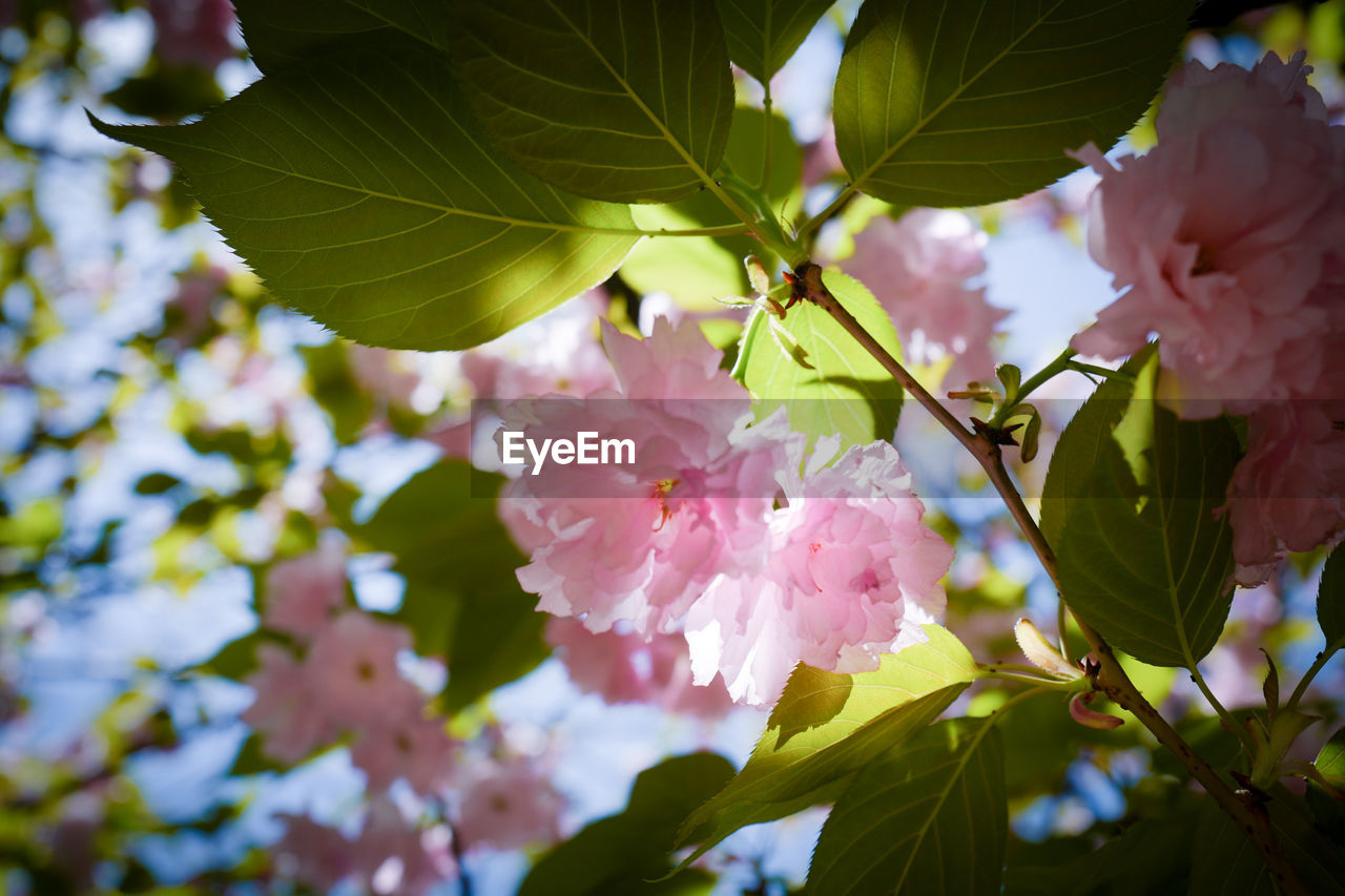 CLOSE-UP OF PINK CHERRY BLOSSOMS