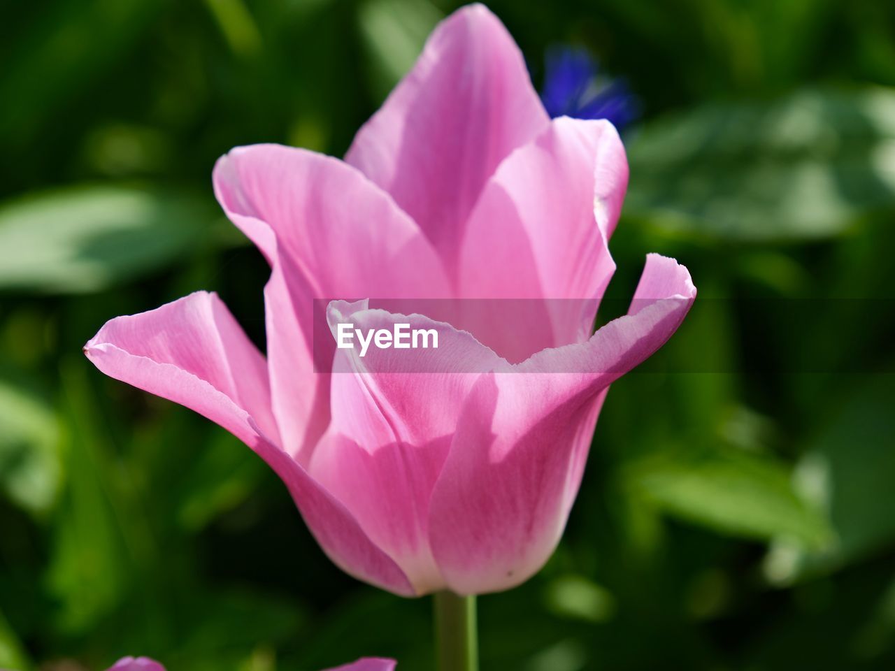 flower, flowering plant, plant, beauty in nature, freshness, pink, petal, close-up, nature, inflorescence, flower head, fragility, leaf, plant part, aquatic plant, no people, growth, focus on foreground, macro photography, water lily, water, springtime, outdoors, blossom, lily, magenta, lotus water lily, pond, day