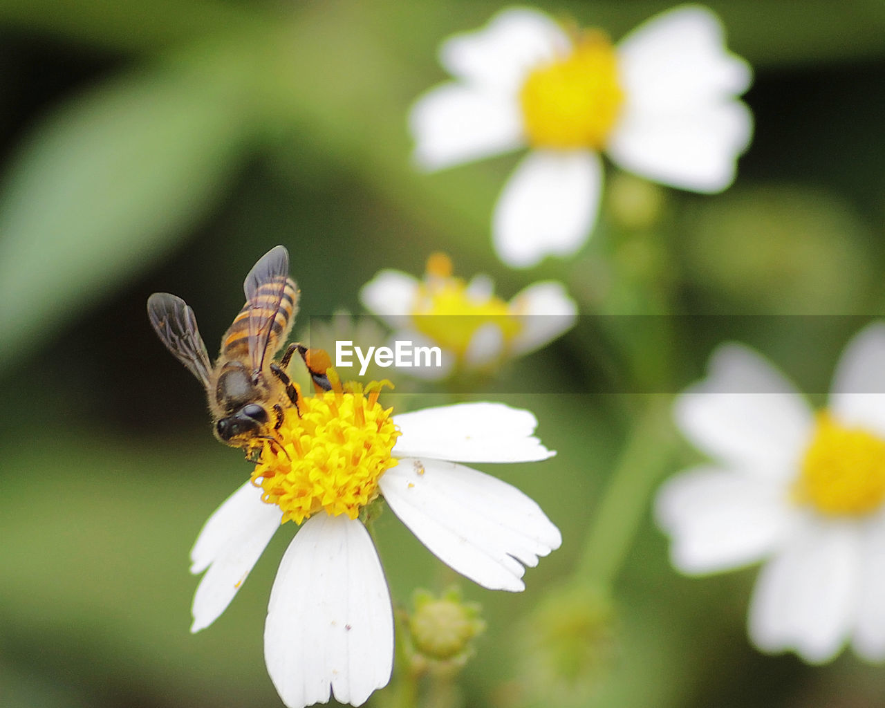 CLOSE-UP OF HONEY BEE ON WHITE FLOWER