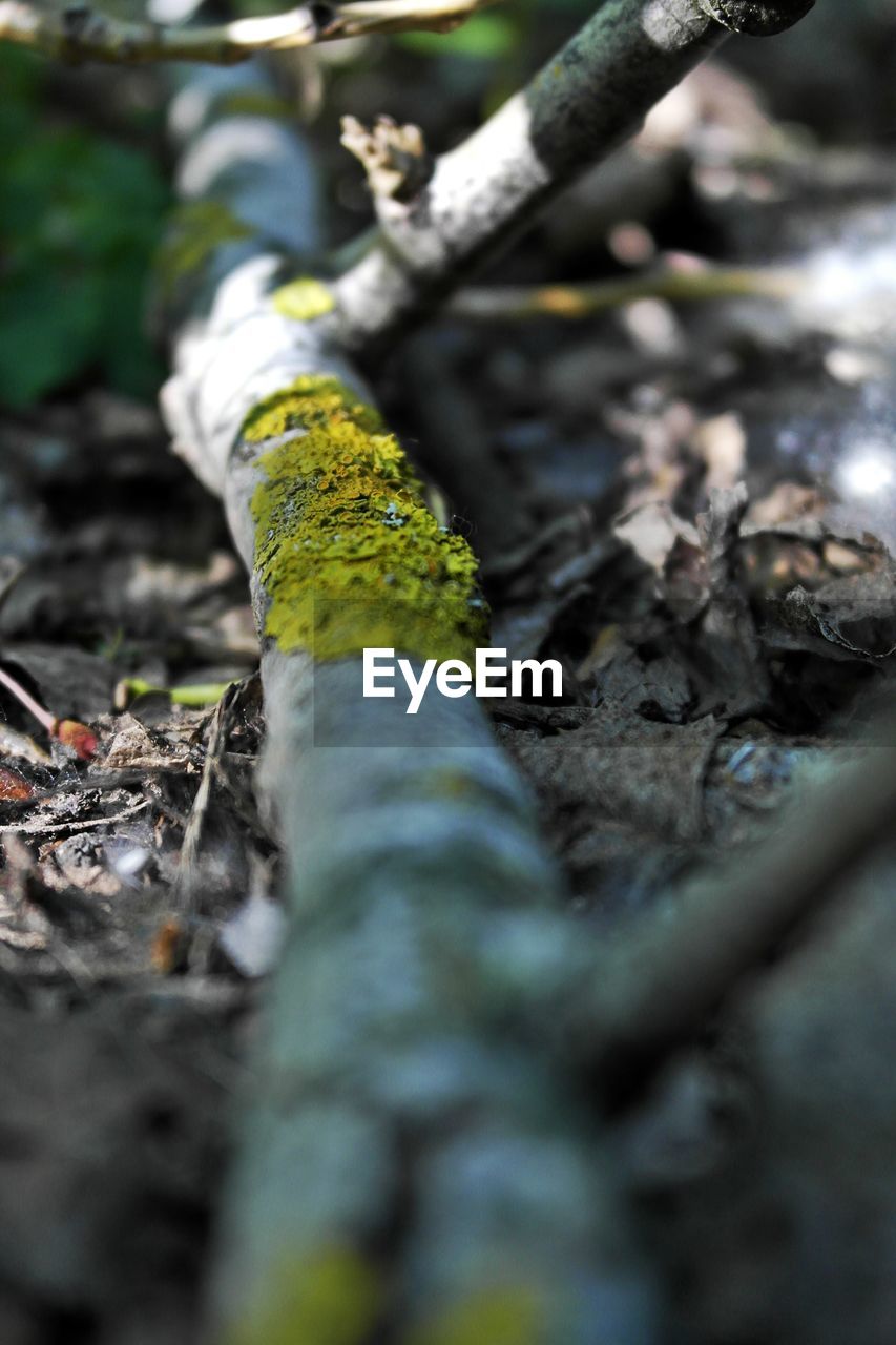 Close-up of moss growing on branch