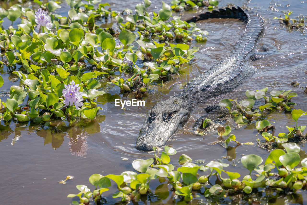 American alligator adult swims in the lily pads of a bayou river on a sunny day in louisiana