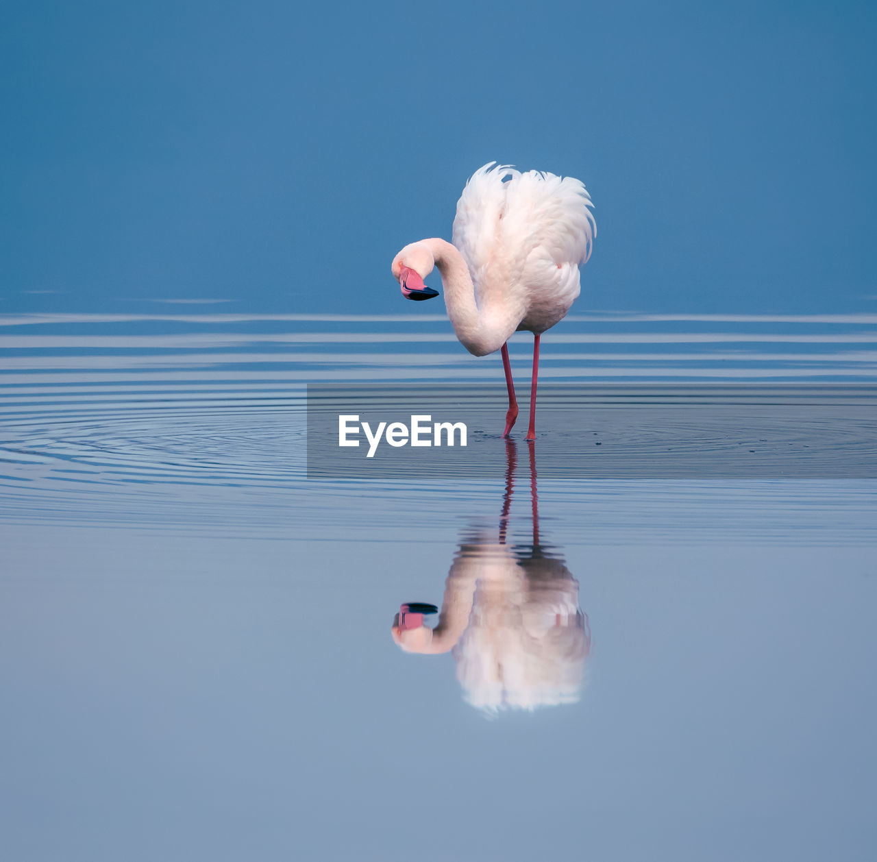 Flamingo swimming in lake