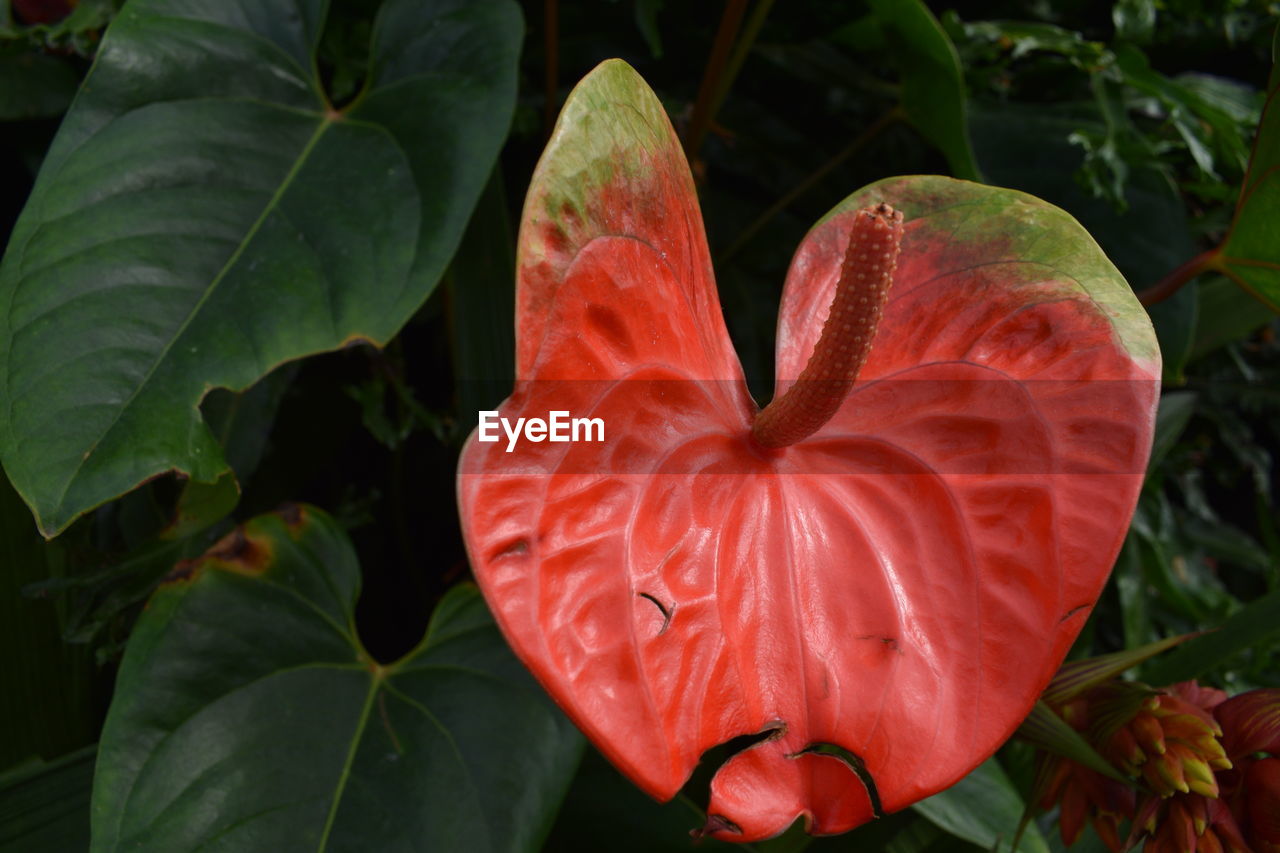 Close-up of red flower