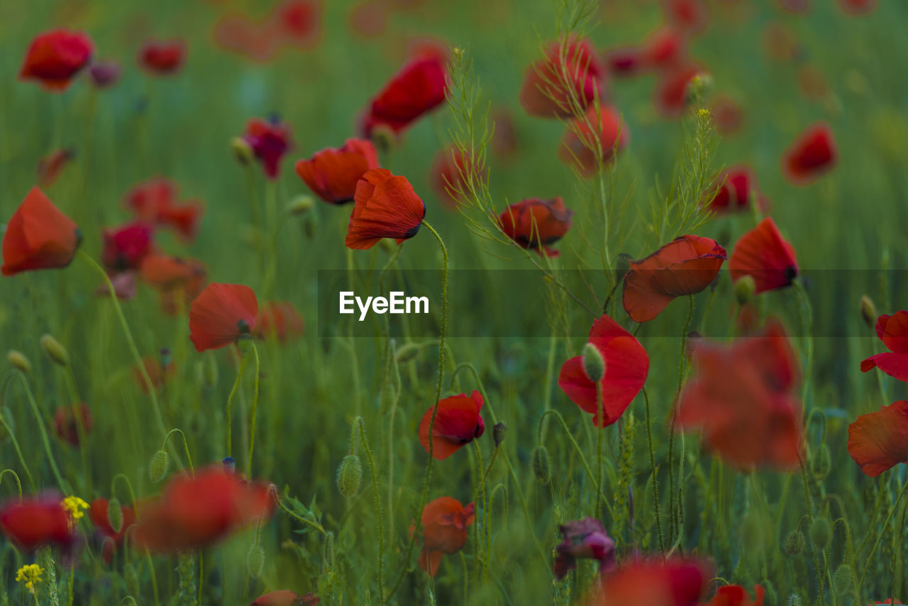 CLOSE-UP OF RED POPPY FLOWERS GROWING ON FIELD