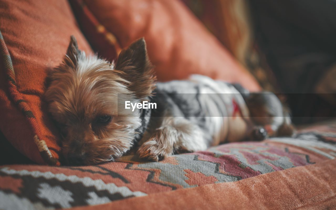 Close-up of yorkshire terrier sitting on sofa 