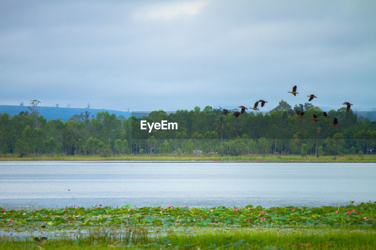 VIEW OF BIRDS ON THE LAKE