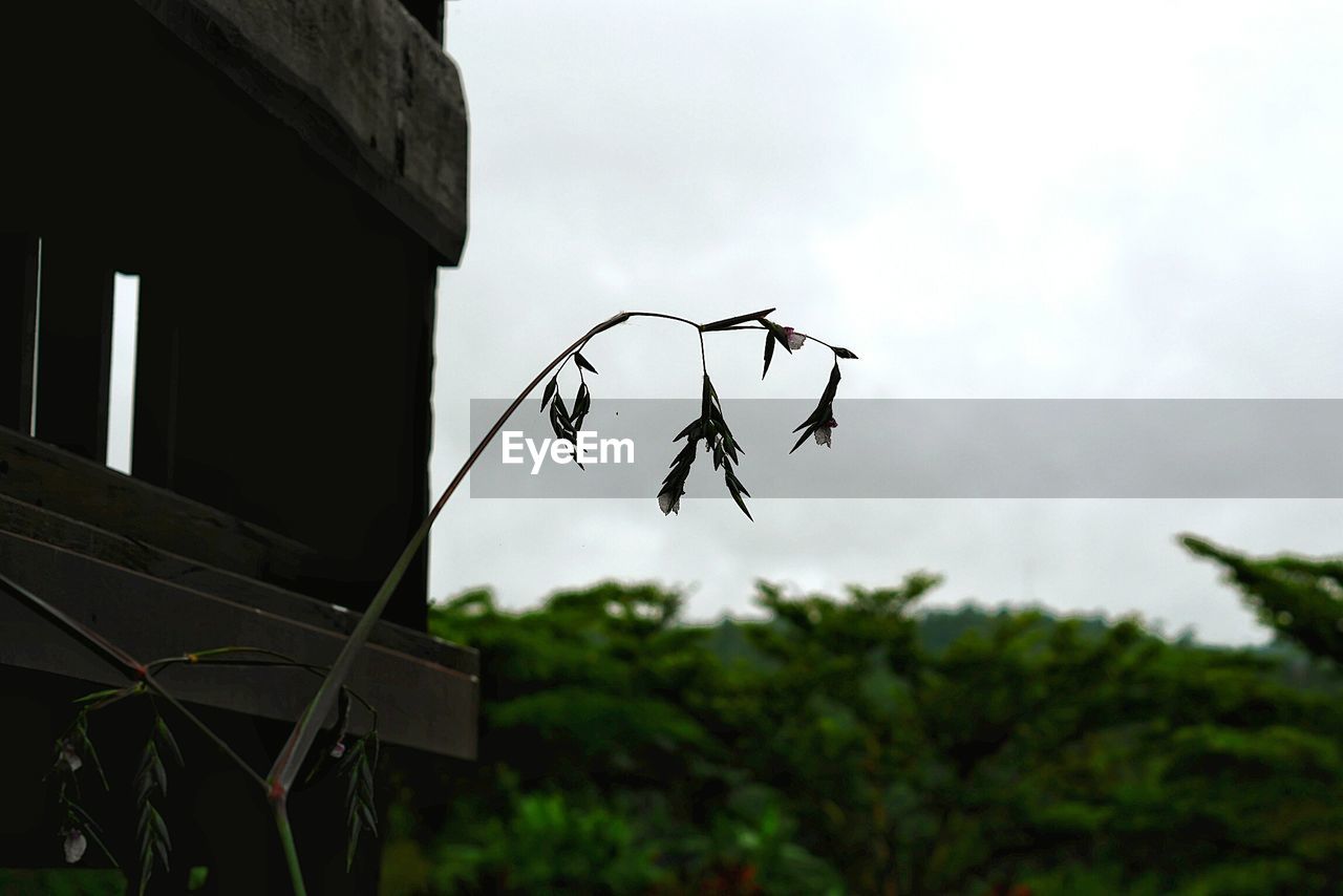 LOW ANGLE VIEW OF INSECT PERCHING ON TREE