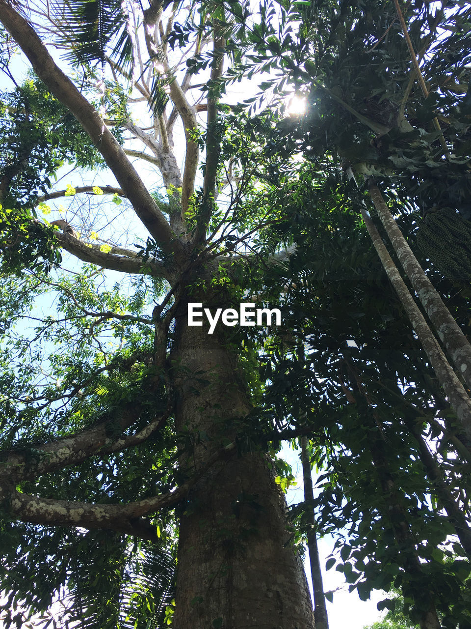 LOW ANGLE VIEW OF TREE TRUNKS IN FOREST