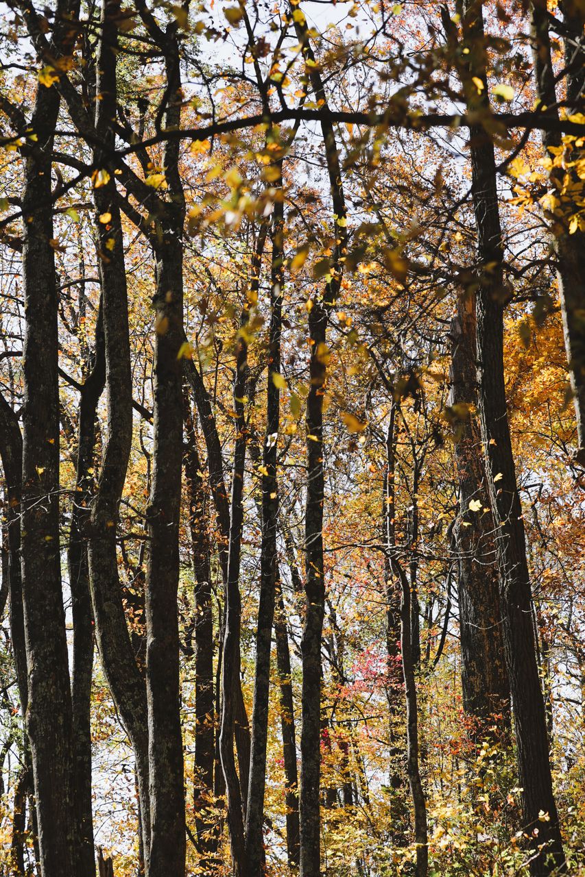 tree 217519007 Beautiful photography on EyeEm