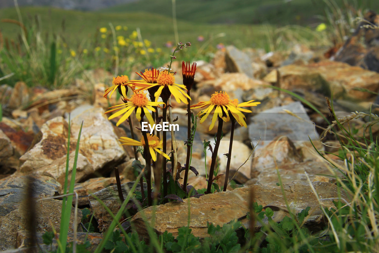 CLOSE-UP OF YELLOW FLOWER IN FIELD