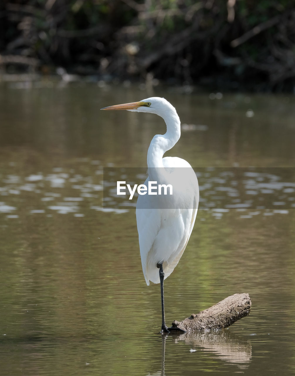 BIRD PERCHING IN A LAKE