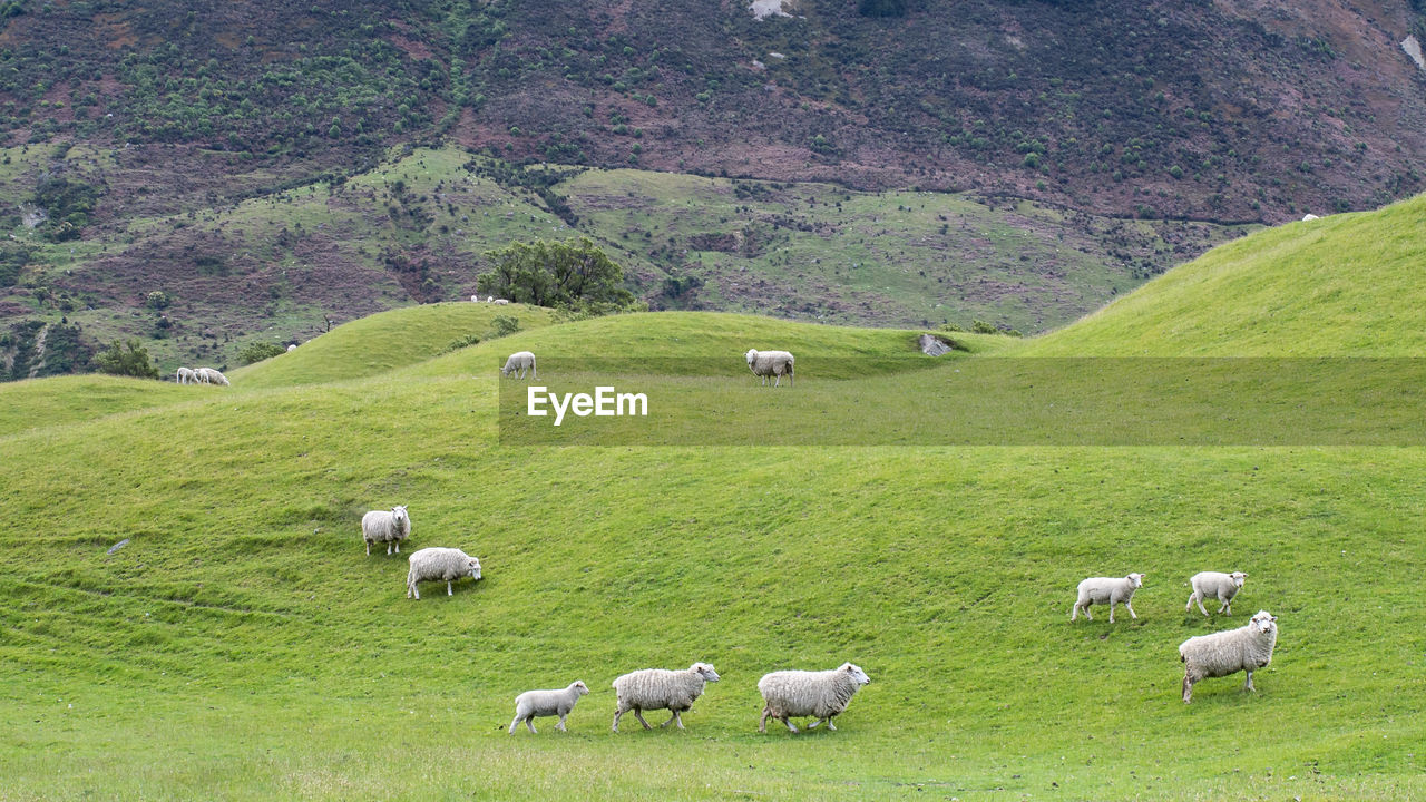 SHEEP GRAZING ON FIELD