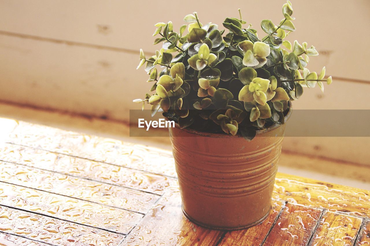 Close-up of potted plant on table