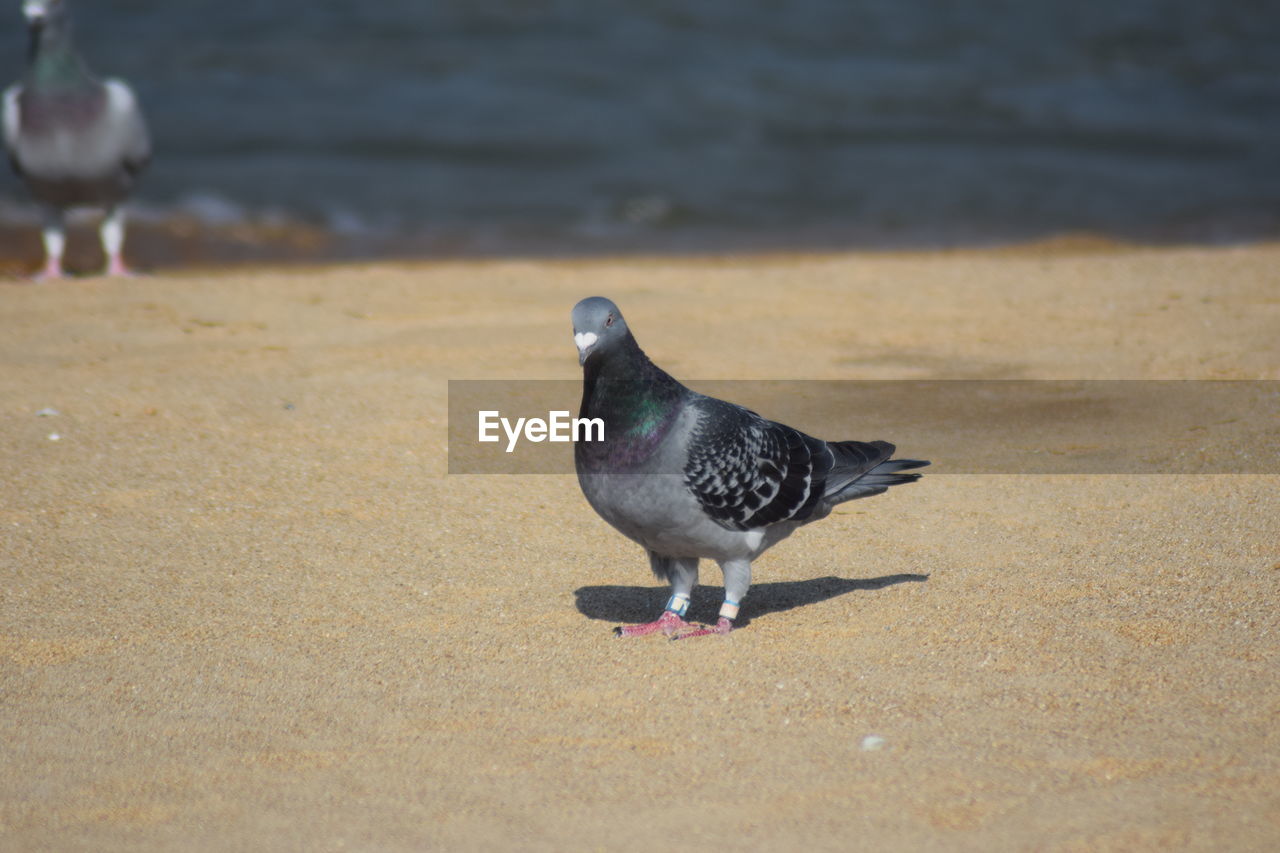 SEAGULL PERCHING ON THE BEACH