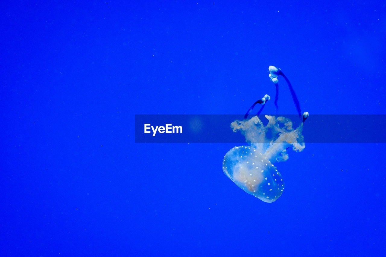 Close-up of jellyfish swimming in sea