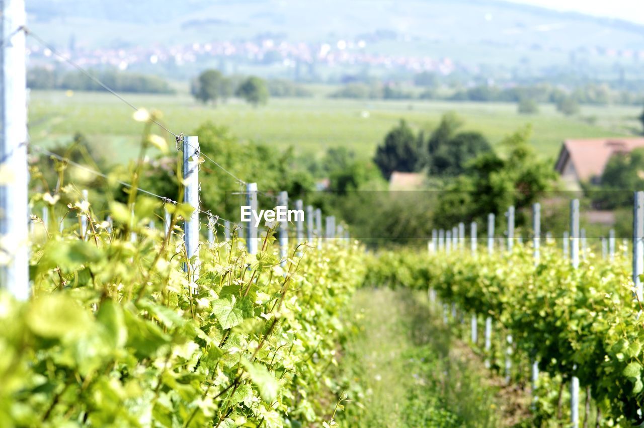 Scenic view of vineyard