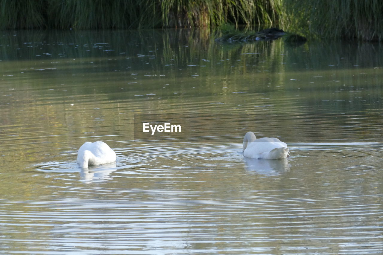 SWANS IN LAKE