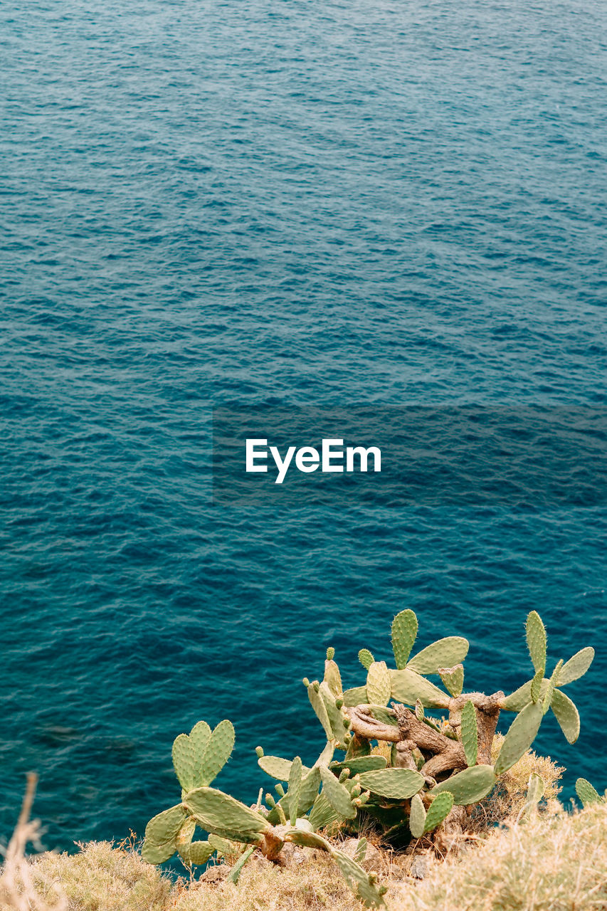 High angle view of succulent plants at beach