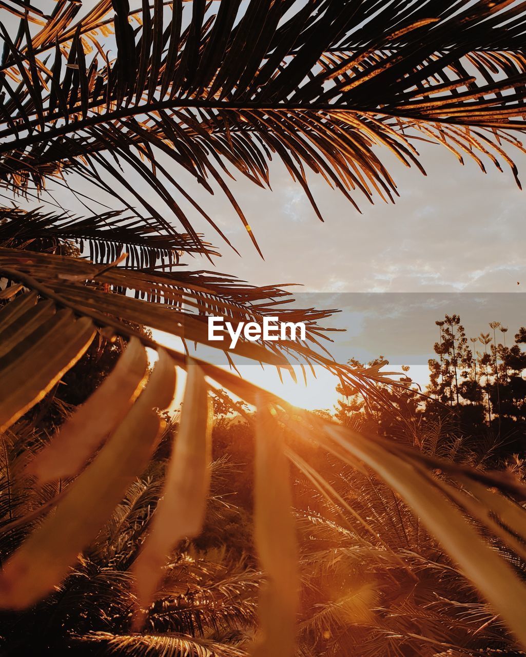 Palm trees against sky during sunset