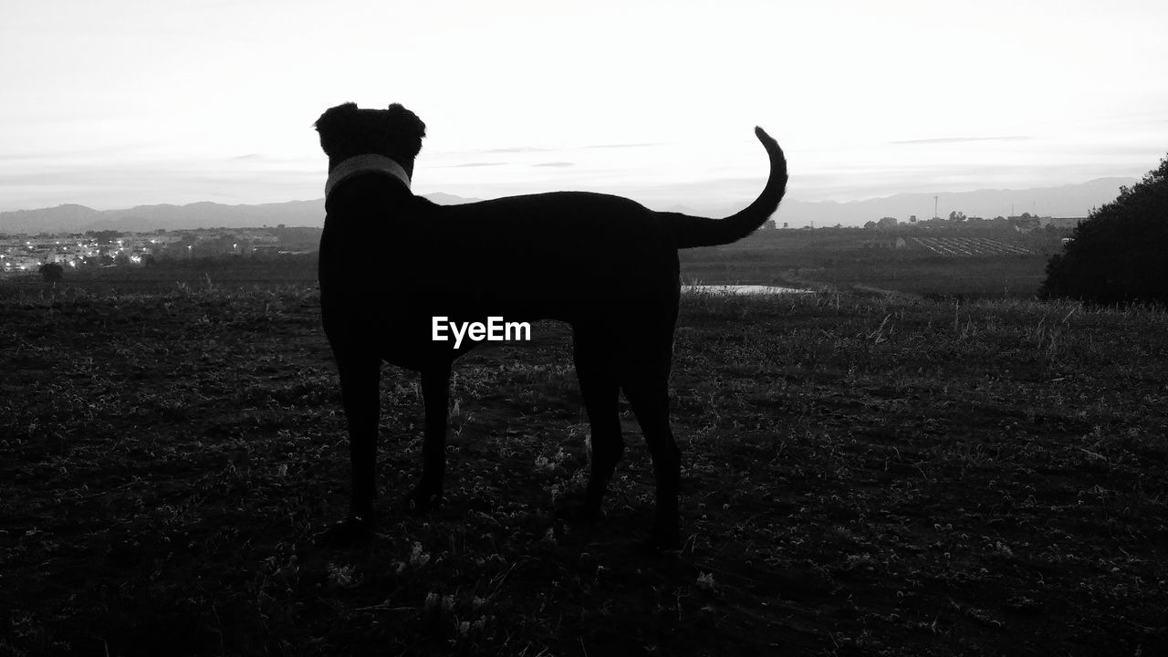 Silhouette dog standing on field against sky