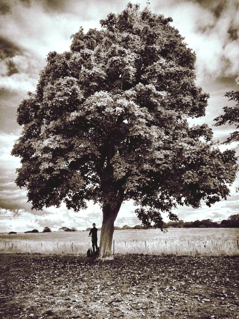 TREES AGAINST CLOUDY SKY