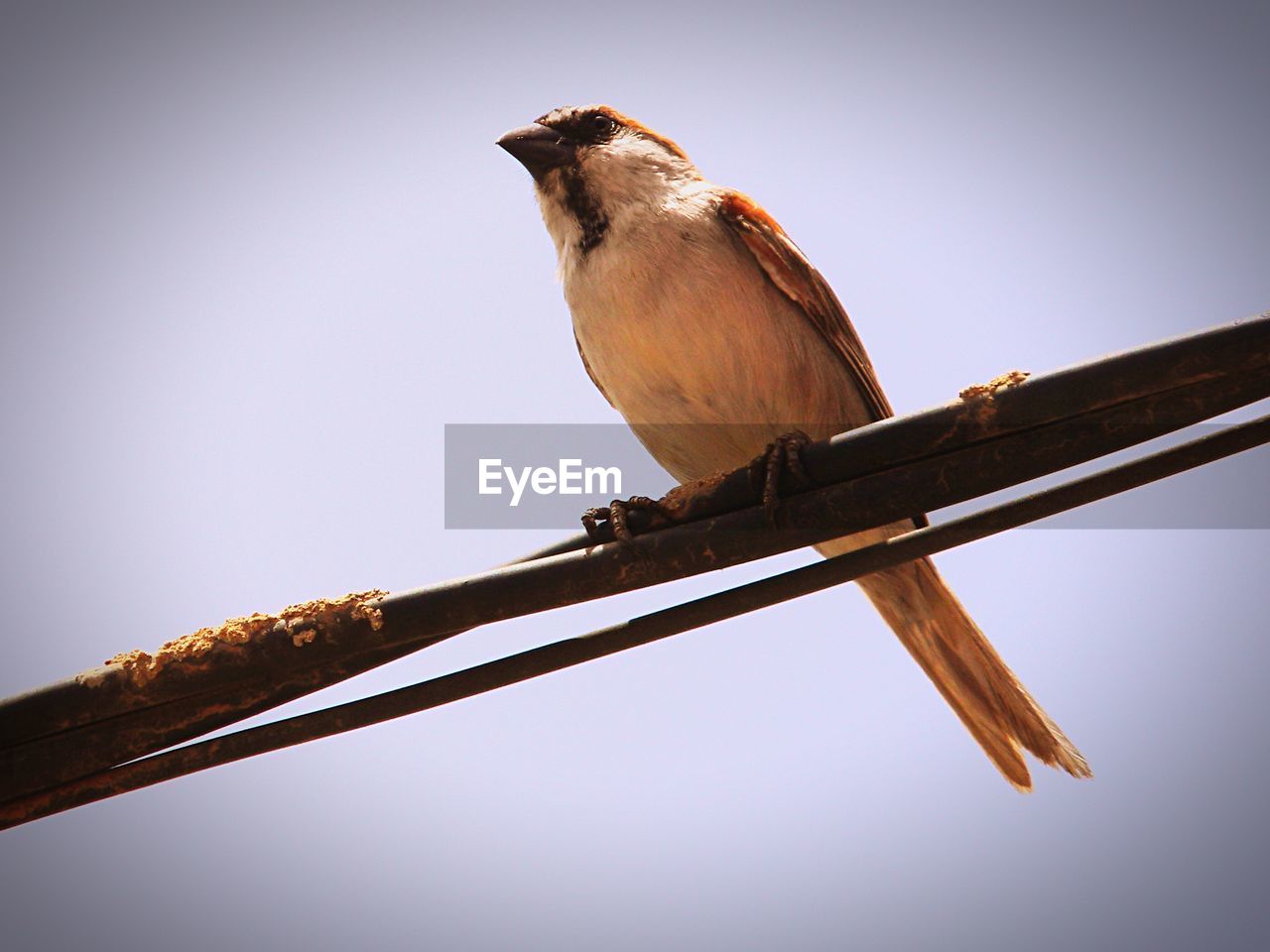 LOW ANGLE VIEW OF BIRD PERCHING ON WOOD